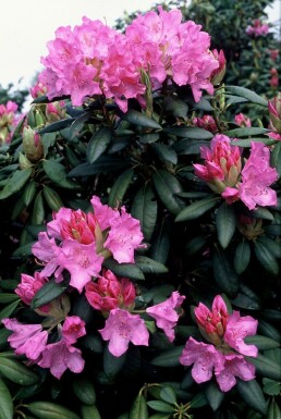 Rhododendron Rhododendron 'Roseum Elegans' Strauch 60-80 Topf 12 ltr. (C12) Rhododendron 'Roseum Elegans' Strauch 60-80 cm