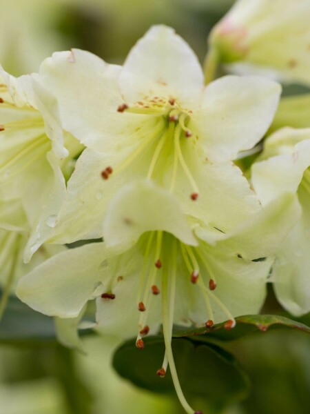 Zwergrhododendron Rhododendron 'Shamrock' Strauch 15-20 Topf 2 ltr. (C2) Rhododendron 'Shamrock' Strauch 15-20 cm