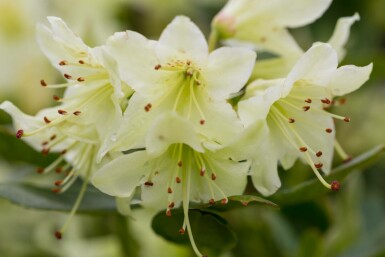 Zwergrhododendron Rhododendron 'Shamrock' Strauch 15-20 Topf 2 ltr. (C2) Rhododendron 'Shamrock' Strauch 15-20 cm