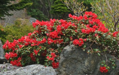 Zwergrhododendron Rhododendron (F) 'Scarlet Wonder' Strauch 15-20 Topf 2 ltr. (C2) Rhododendron 'Scarlet Wonder' Strauch 15-20 cm