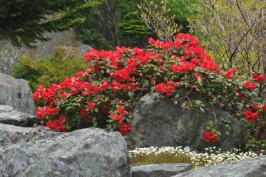 Zwergrhododendron Rhododendron (F) 'Scarlet Wonder' Strauch 15-20 Topf 2 ltr. (C2) Rhododendron 'Scarlet Wonder' Strauch 15-20 cm