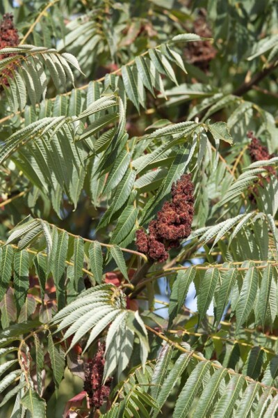 Farnwedel-Sumach Rhus typhina 'Dissecta' Strauch 100-125 Topf 12 ltr. (C12) Rhus typhina 'Dissecta' Strauch 100-125 cm