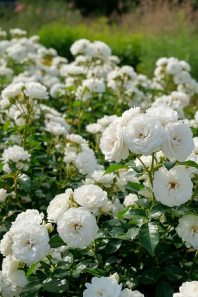 Rosa 'White Fairy' Strauch 10-15 cm