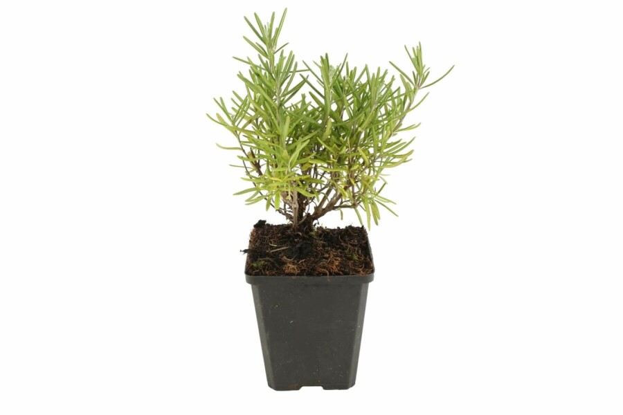Rosmarin Rosmarinus officinalis 5-10 Topf 9x9 cm (P9) Rosmarinus officinalis