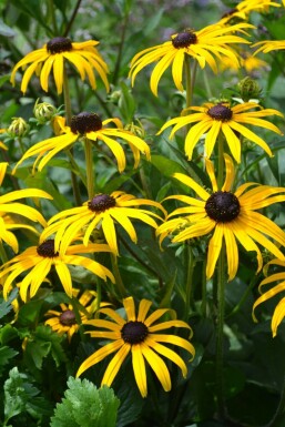 Sonnenhut Rudbeckia fulgida 'Goldsturm' 5-10 Topf 9x9 cm (P9)