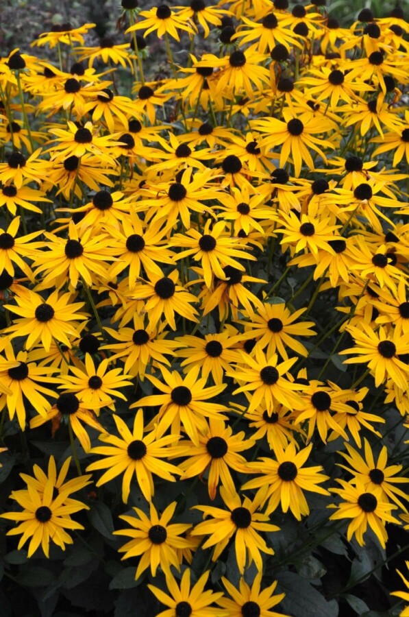 Sonnenhut Rudbeckia fulgida 'Goldsturm' 5-10 Topf 9x9 cm (P9) Rudbeckia fulgida 'Goldsturm'