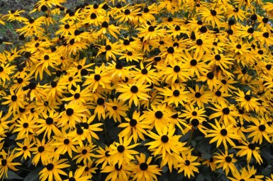 Sonnenhut Rudbeckia fulgida 'Goldsturm' 5-10 Topf 9x9 cm (P9)