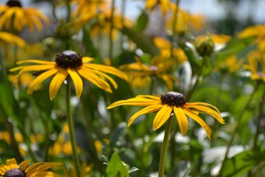 Sonnenhut Rudbeckia fulgida 'Goldsturm' 5-10 Topf 9x9 cm (P9) Rudbeckia fulgida 'Goldsturm'
