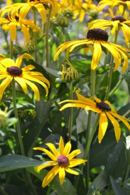 Sonnenhut Rudbeckia fulgida 'Goldsturm' 5-10 Topf 9x9 cm (P9) Rudbeckia fulgida 'Goldsturm'
