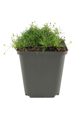 Sternmoos Sagina subulata 5-10 Topf 9x9 cm (P9) Sagina subulata