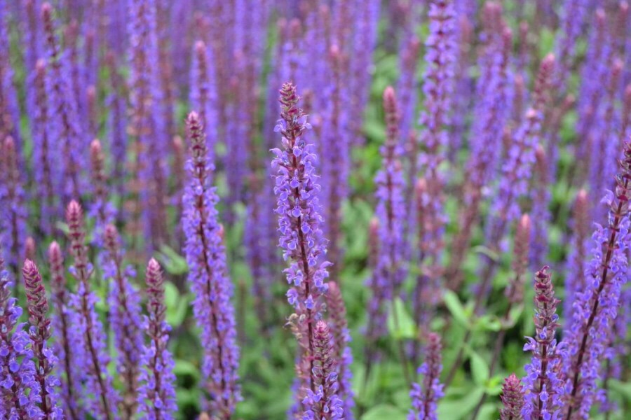 Steppen Salbei Salvia nemorosa 'Caradonna' 10-15 Topf 2 ltr. (C2) Salvia nemorosa 'Caradonna'