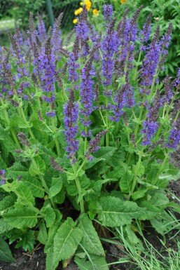 Steppensalbei Salvia nemorosa 'Mainacht' 5-10 Topf 9x9 cm (P9) Salvia nemorosa 'Mainacht'