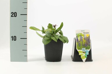 Steppensalbei Salvia nemorosa 'Mainacht' 5-10 Topf 9x9 cm (P9) Salvia nemorosa 'Mainacht'