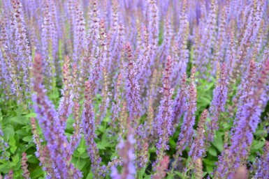 Steppen-Salbei Salvia nemorosa 'Ostfriesland' 5-10 Topf 9x9 cm (P9)