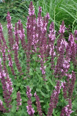 Garten-Salbei Salvia nemorosa 'Rose Queen' 5-10 Topf 9x9 cm (P9) Salvia nemorosa 'Rose Queen'
