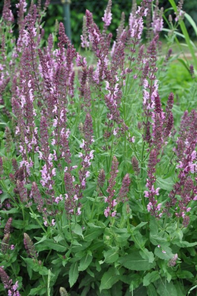 GartenSalbei Salvia nemorosa 'Rose Queen' 510 Topf 9x9 cm (P9
