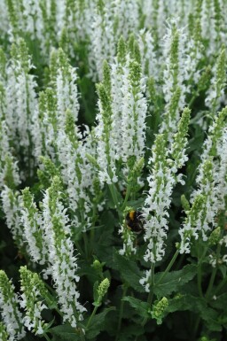 Steppen Salbei Salvia nemorosa 'Schneehugel' 5-10 Topf 9x9 cm (P9) Salvia nemorosa 'Schneehugel'