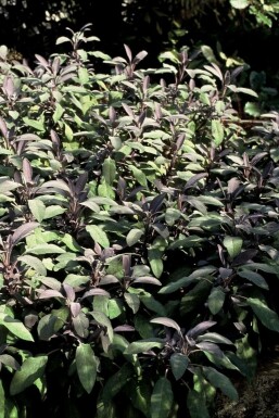 Garten-Salbei Salvia officinalis 'Purpurascens' 5-10 Topf 9x9 cm (P9)