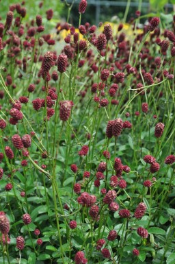 Purpur-Wiesenknopf Sanguisorba officinalis 'Tanna' 5-10 Topf 9x9 cm (P9) Sanguisorba officinalis 'Tanna'