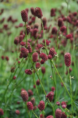 Purpur-Wiesenknopf Sanguisorba officinalis 'Tanna' 5-10 Topf 9x9 cm (P9) Sanguisorba officinalis 'Tanna'