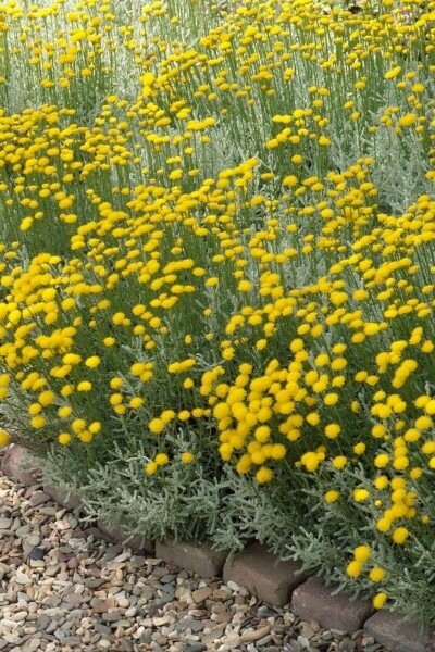 Heiligenkraut Santolina chamaecyparissus 10-15 Topf 2 ltr. (C2) Santolina chamaecyparissus