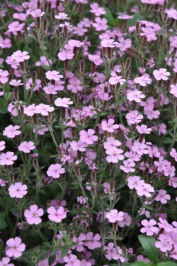 Kissen-Seifenkraut Saponaria ocymoides 5-10 Topf 9x9 cm (P9) Saponaria ocymoides