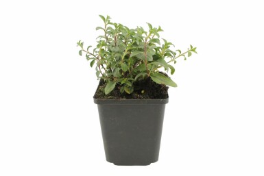 Kissen-Seifenkraut Saponaria ocymoides 5-10 Topf 9x9 cm (P9) Saponaria ocymoides
