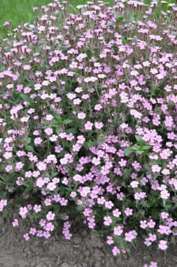 Kissen-Seifenkraut Saponaria ocymoides 5-10 Topf 9x9 cm (P9) Saponaria ocymoides