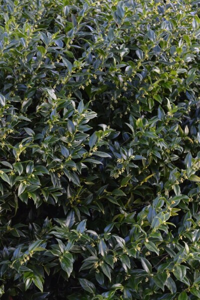 Fleischbeere Sarcococca confusa Strauch 30-40 Topf 10 ltr. (C10) Sarcococca confusa Strauch 30-40 cm