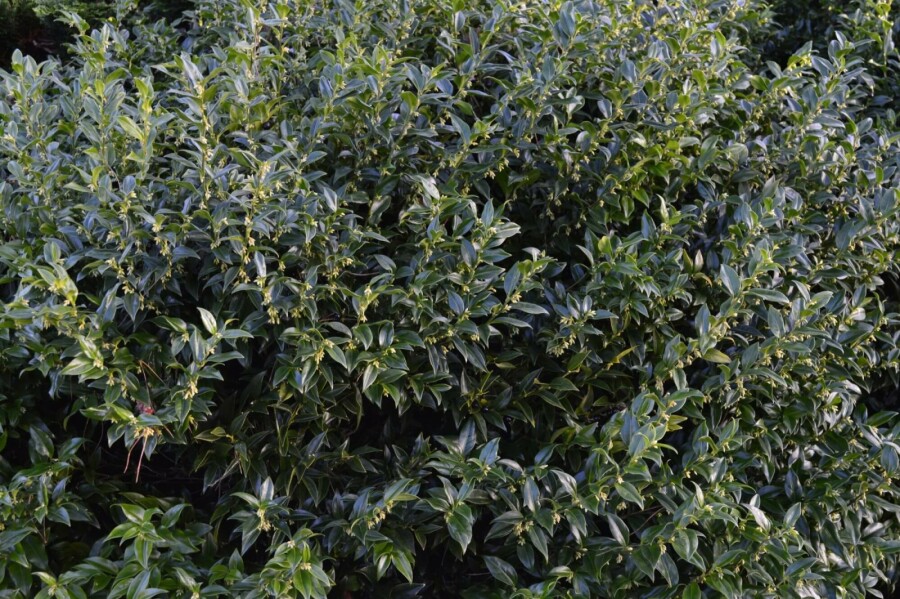 Fleischbeere Sarcococca confusa Strauch 15-20 Topf 1,3 ltr. (P13) Sarcococca confusa Strauch 15-20 cm