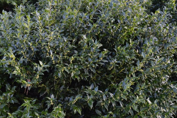 Fleischbeere Sarcococca confusa Strauch 20-30 Topf 2 ltr. (C2) Sarcococca confusa Strauch 20-30 cm