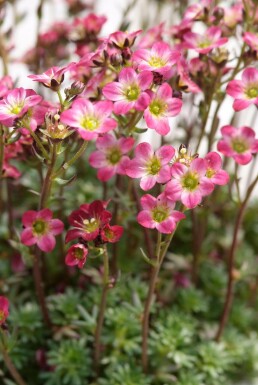Garten-Moos-Steinbrech Saxifraga 'Peter Pan' 5-10 Topf 9x9 cm (P9) Saxifraga 'Peter Pan'