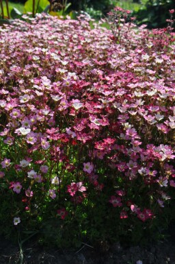 Moossteinbreck Saxifraga (A) 'Purpurteppich' 5-10 Topf 9x9 cm (P9)