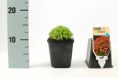 Moossteinbreck Saxifraga (A) 'Purpurteppich' 5-10 Topf 9x9 cm (P9) Saxifraga (A) 'Purpurteppich'