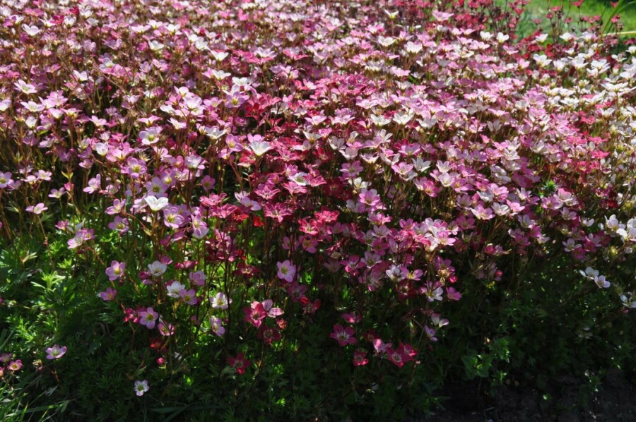 Moossteinbreck Saxifraga (A) 'Purpurteppich' 5-10 Topf 9x9 cm (P9) Saxifraga (A) 'Purpurteppich'