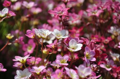 Moossteinbreck Saxifraga (A) 'Purpurteppich' 5-10 Topf 9x9 cm (P9) Saxifraga (A) 'Purpurteppich'
