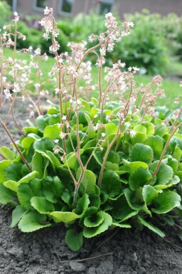 Porzellanblümchen Saxifraga urbium 5-10 Topf 9x9 cm (P9) Saxifraga urbium