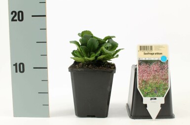 Porzellanblümchen Saxifraga urbium 5-10 Topf 9x9 cm (P9) Saxifraga urbium