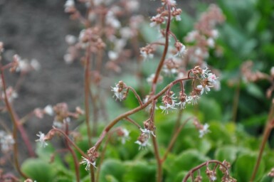 Porzellanblümchen Saxifraga urbium 5-10 Topf 9x9 cm (P9)