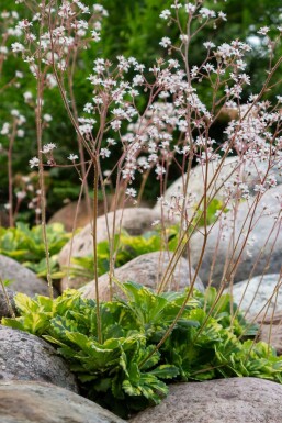 Porzellanblümchen Saxifraga urbium 'Variegata' 5-10 Topf 9x9 cm (P9) Saxifraga urbium 'Variegata'