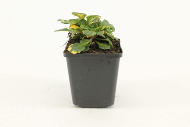 Porzellanblümchen Saxifraga urbium 'Variegata' 5-10 Topf 9x9 cm (P9) Saxifraga urbium 'Variegata'