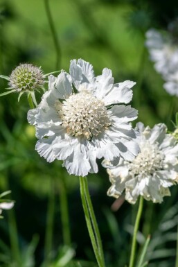 Garten Skabiose Scabiosa caucasica 'Perfecta Alba' 5-10 Topf 9x9 cm (P9) Scabiosa caucasica 'Perfecta Alba'