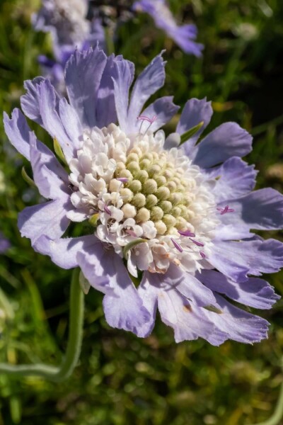 Garten Skabiose Scabiosa caucasica 'Perfecta' 5-10 Topf 9x9 cm (P9) Scabiosa caucasica 'Perfecta'