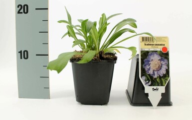 Garten Skabiose Scabiosa caucasica 'Perfecta' 5-10 Topf 9x9 cm (P9)