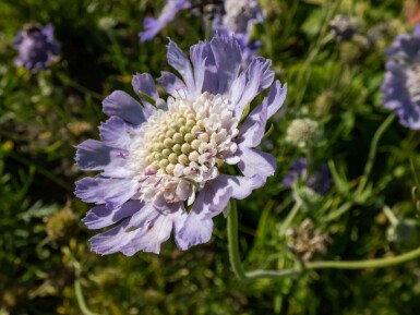 Garten Skabiose Scabiosa caucasica 'Perfecta' 5-10 Topf 9x9 cm (P9)