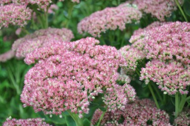 Großes Fettblatt Sedum 'Herbstfreude' 5-10 Topf 9x9 cm (P9) Sedum 'Herbstfreude'