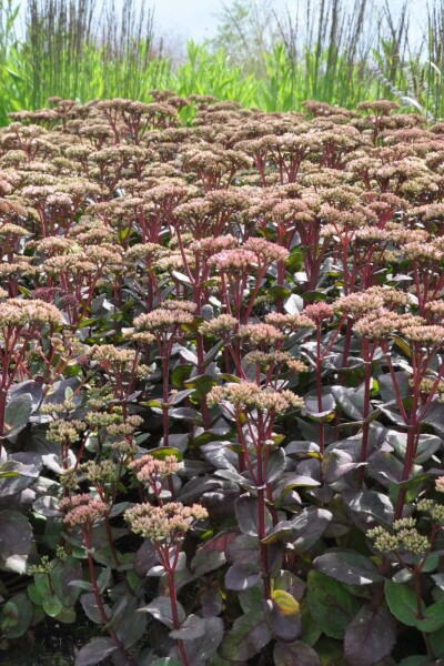 Hohe Fetthenne Sedum 'Matrona' 5-10 Topf 9x9 cm (P9) Sedum 'Matrona'