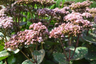 Hohe Fetthenne Sedum 'Matrona' 5-10 Topf 9x9 cm (P9)