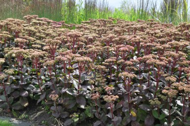 Hohe Fetthenne Sedum 'Matrona' 5-10 Topf 9x9 cm (P9)