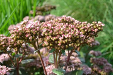 Hohe Fetthenne Sedum 'Matrona' 5-10 Topf 9x9 cm (P9) Sedum 'Matrona'